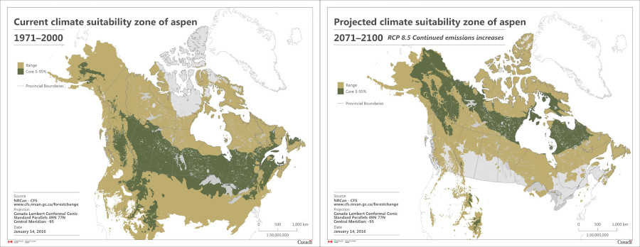 Current (1971–2000) versus projected (2071–2100) climate suitability zone of trembling aspen (Populus tremuloides). Image courtesy of Natural Resources Canada.